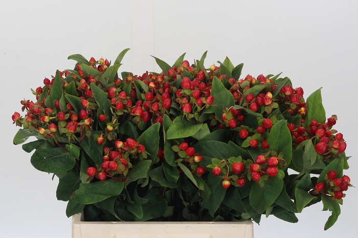 <h4>Hypericum Magical Triumph</h4>