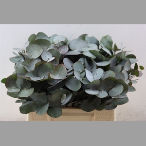 Euca Cinerea 40 Cm P Stem