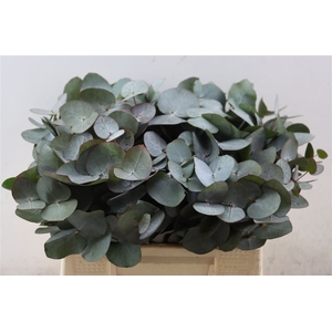 Euca Cinerea 40 Cm P Stem