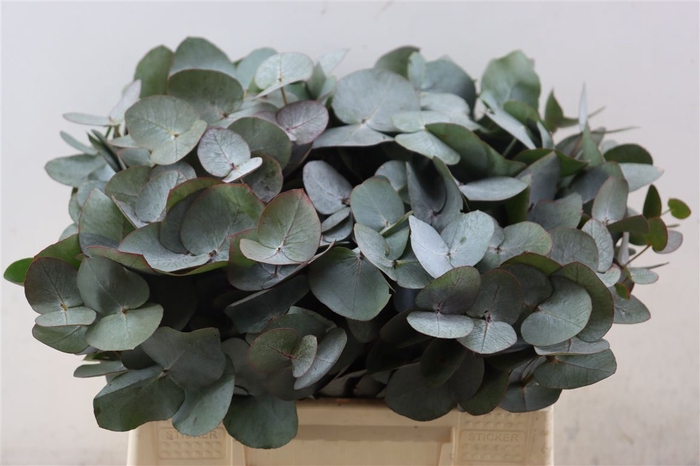 <h4>Euca Cinerea 40 Cm P Stem</h4>