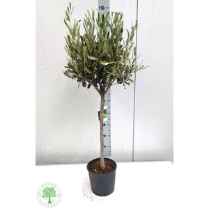 OLEA EUROPAEA