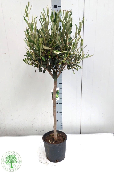 <h4>OLEA EUROPAEA</h4>