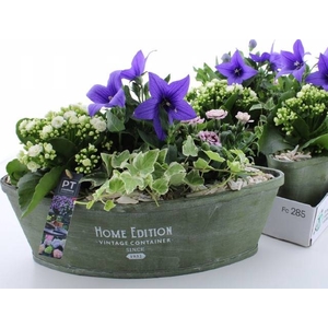 ARR TUINPLANTEN