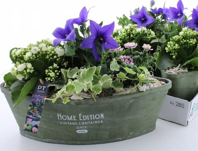 <h4>ARR TUINPLANTEN</h4>