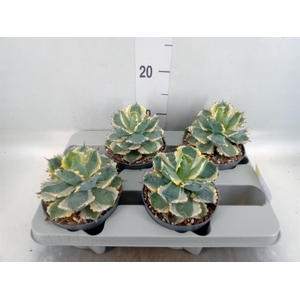 Agave potatorum