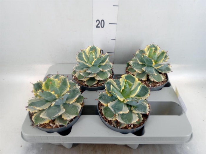<h4>Agave potatorum</h4>