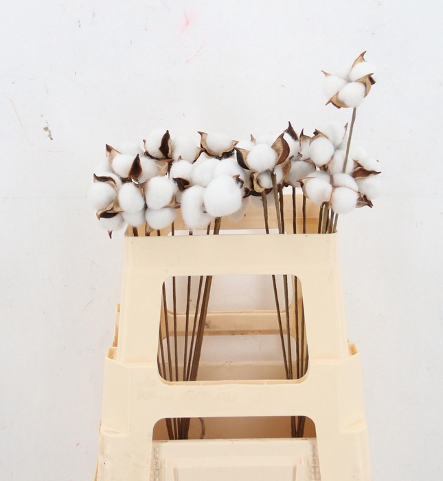 <h4>HUIS EN TUINDECO H%</h4>