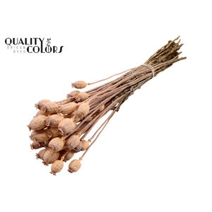 Papaver per bunch Frosted Salmon