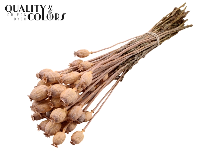 <h4>Papaver per bunch Frosted Salmon</h4>