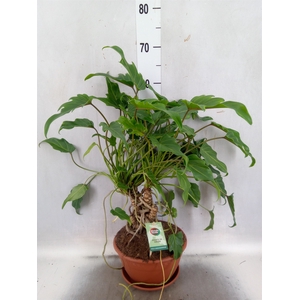 Philodendron  'Xanadu'