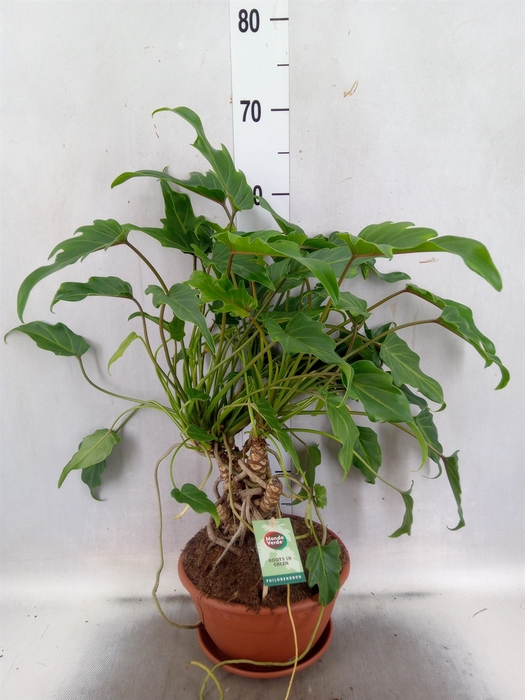 <h4>Philodendron  'Xanadu'</h4>