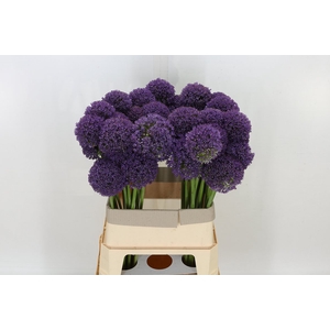 Allium Ambassador