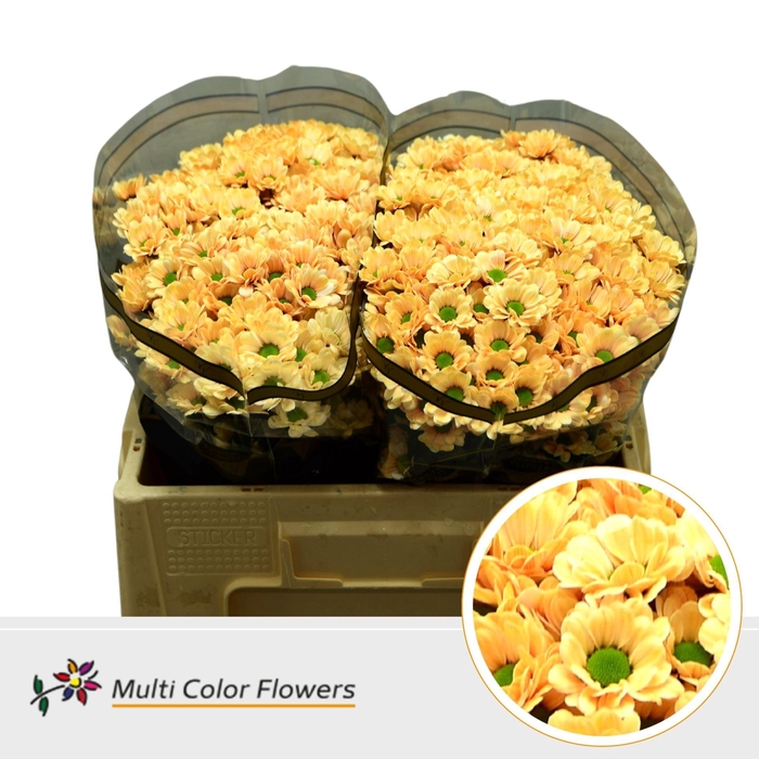 <h4>Chrysanthemum SA 'Bowie'  .color H%</h4>