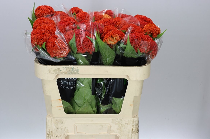 <h4>Celosia Reprise Orange</h4>