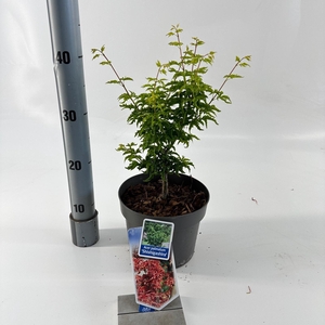 Acer palmatum Shishigashira