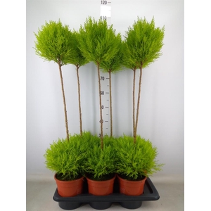 Cupressus macro. 'Goldcrest' .shape