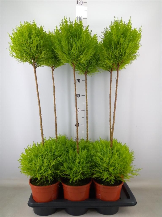 <h4>Cupressus macro. 'Goldcrest' .shape</h4>
