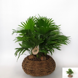 LIVISTONA ROTUNDIFOL