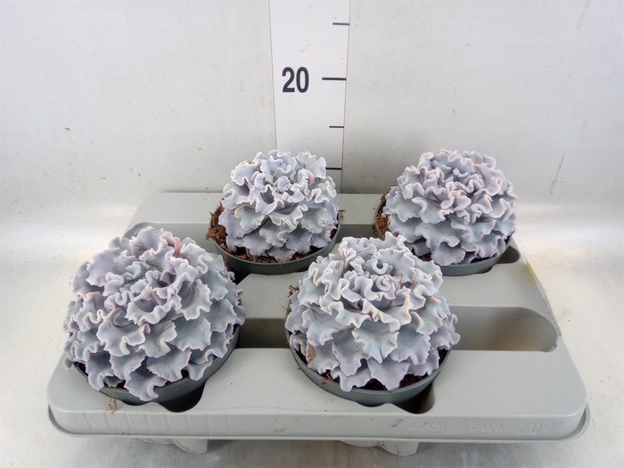 <h4>Echeveria ...</h4>