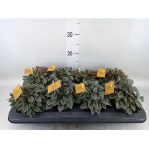 Peperomia  'Napoli Nights'