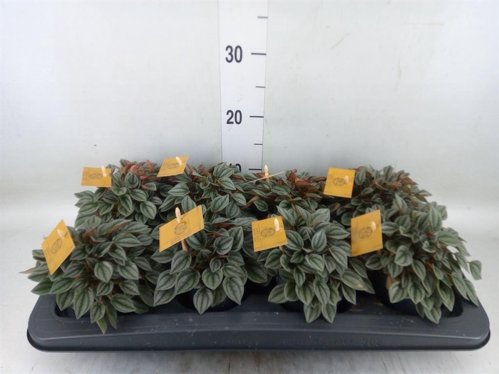<h4>Peperomia  'Napoli Nights'</h4>