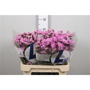 Lim S Rosel Sun Birds