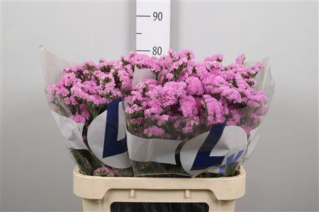 <h4>Lim S Rosel Sun Birds</h4>