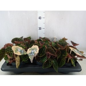 Begonia BD ferox