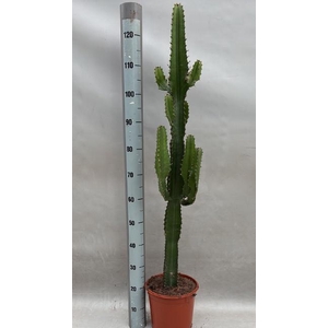 EUPHOR ACRURENSIS