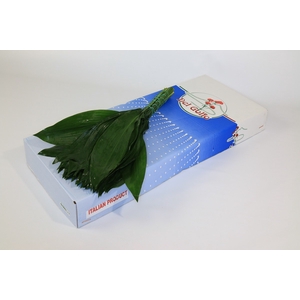 Leaf aspidistra per bunch
