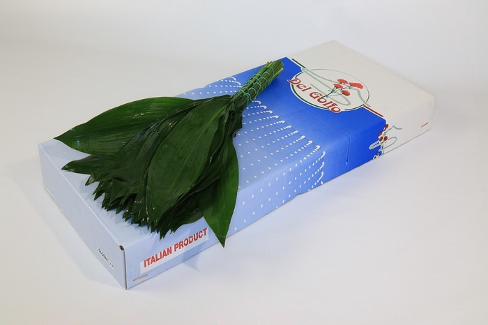 <h4>Leaf aspidistra per bunch</h4>