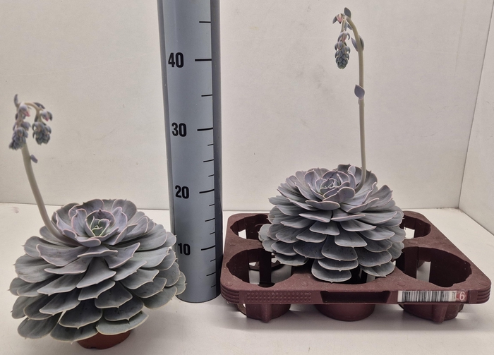 <h4>ECHEV POLLUX</h4>