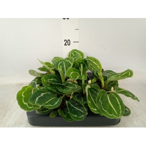 Calathea   ...