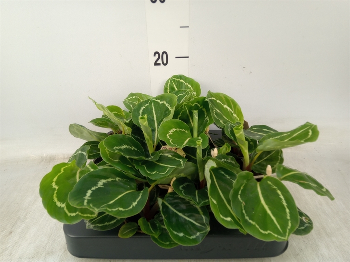 <h4>Calathea   ...</h4>
