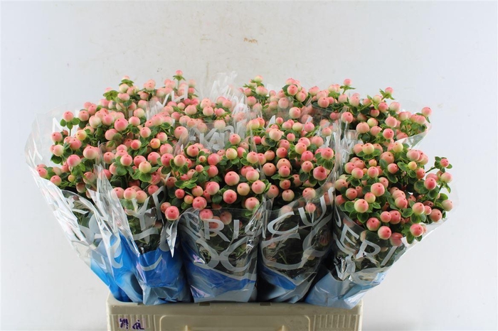 <h4>Hyp Coco Tiamo</h4>