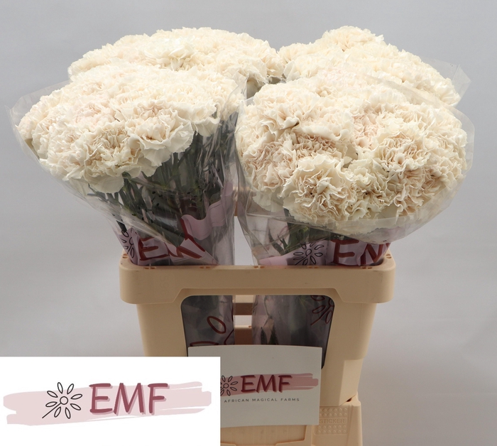 <h4>DI ST MOON GOLEM</h4>