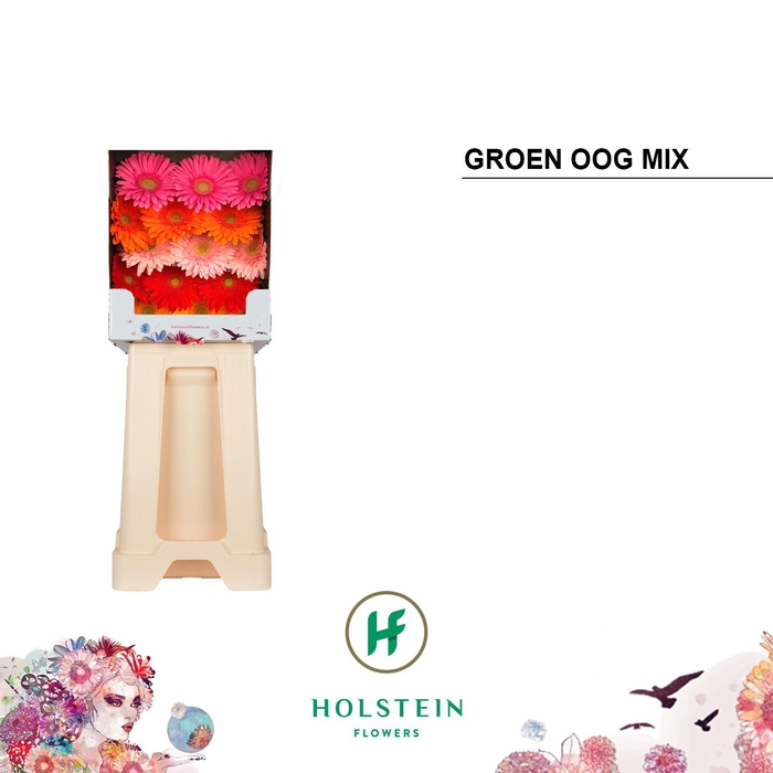 GE GR GERBERA GROEN OOG OP RIJ Diamond x45