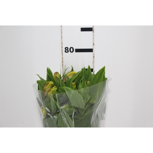 ALSTROEMERIA FLORIDA 080 CM