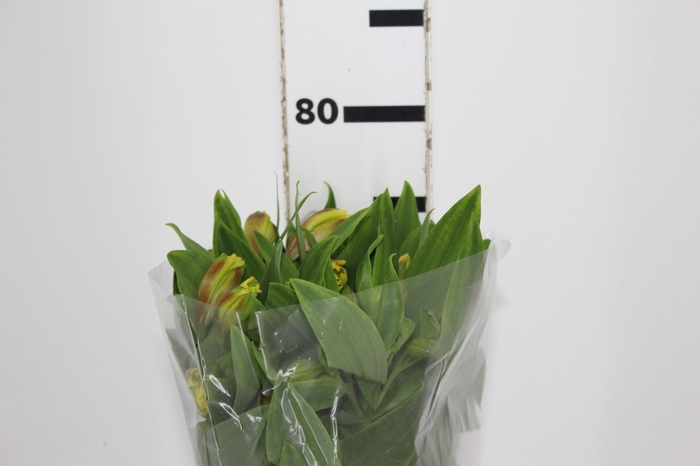 <h4>ALSTROEMERIA FLORIDA 080 CM</h4>