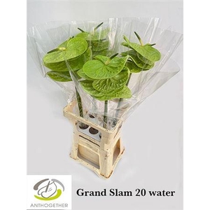Anthurium Grand Slam