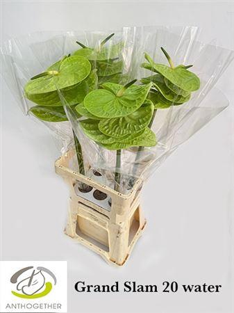 <h4>Anthurium Grand Slam</h4>