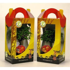 Bonsai mix in chinese giftbox 15 cm: Chinese New Year-Dragon etiket, with drip tray