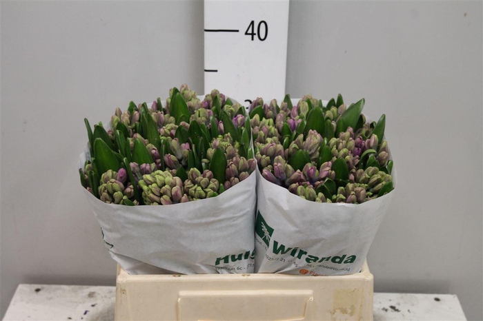 <h4>Hyac Miss Saigon</h4>