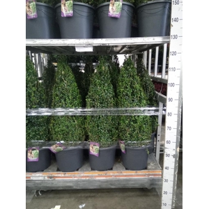 Buxus semp.   ...