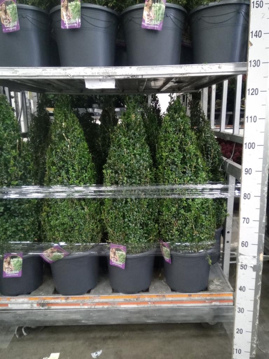 <h4>Buxus semp.   ...</h4>