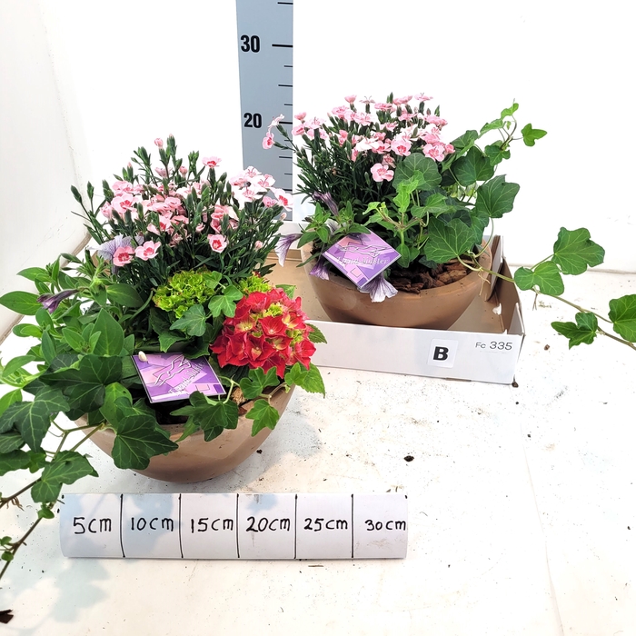 <h4>ARR TUINPLANTEN</h4>
