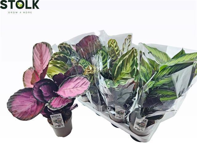 <h4>CALAT GEM 4 SRT</h4>