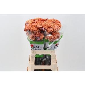 Di St Tinted GothicOrange