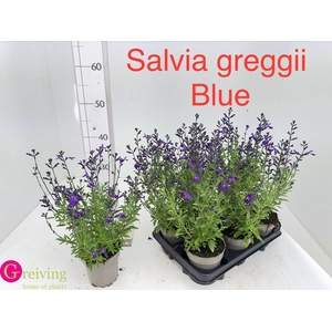 SALVIA GR MIRAG BLUE