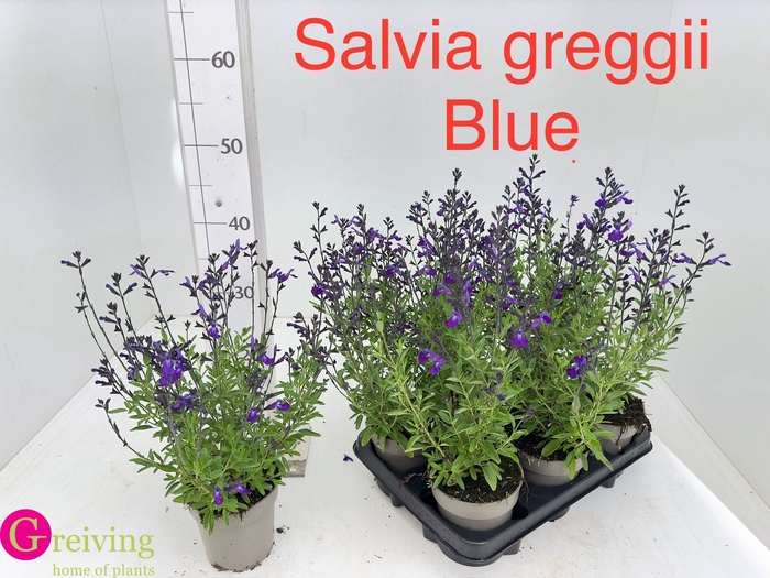 <h4>SALVIA GR MIRAG BLUE</h4>